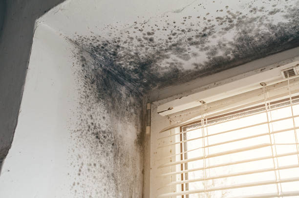 Trusted Commercial Mold Remediation service in Richmond, VA - Cheap Mold Removal